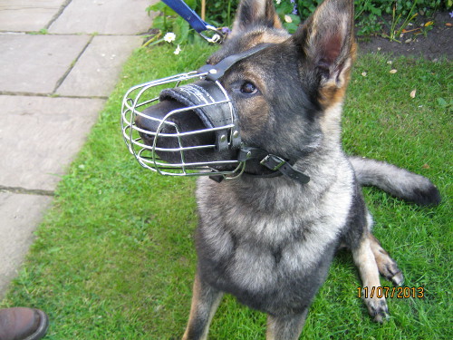 Ventilated Dog Muzzle